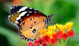 国产采精小蝴蝶,探寻自然之美与科技创新的完美融合